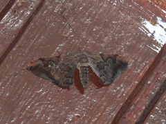 Hypochrosis binexata