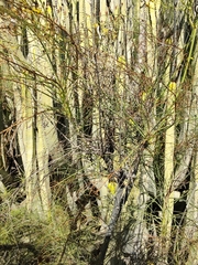 Sonchus microcarpus