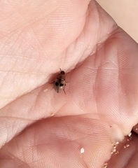 Diaperinae