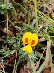 Smithia hirsuta
