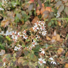 Aster ageratoides scaberulus