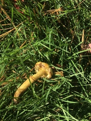 Suillus americanus