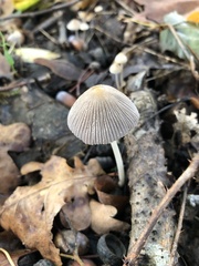 Coprinellus impatiens