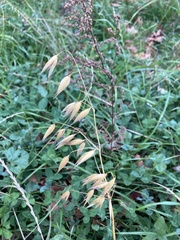 Avena sativa