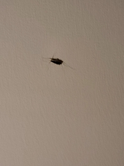 Ctenolepisma longicaudatum