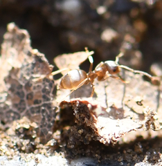 Lasius
