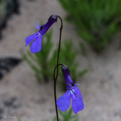 Lobelia chamaepitys