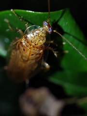 Pseudophyllodromiinae