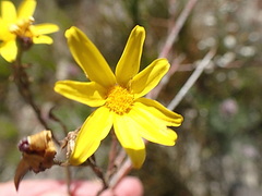 Osteospermum polygaloides