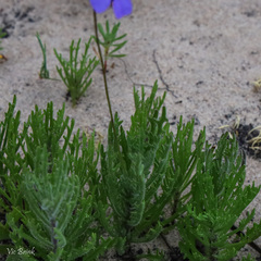 Lobelia chamaepitys