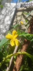 Pavonia sepium