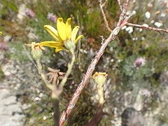 Osteospermum polygaloides