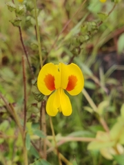 Smithia hirsuta
