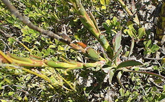Osteospermum polygaloides