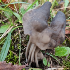 Helvella lacunosa