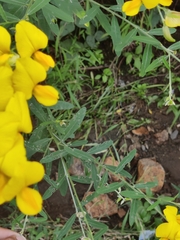 Crotalaria