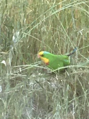 Polytelis swainsonii