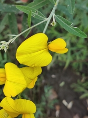 Crotalaria