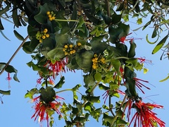 Tristerix corymbosus