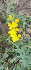 Crotalaria