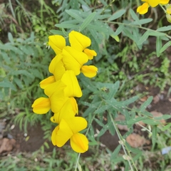 Crotalaria