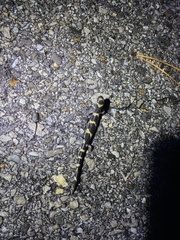 Ambystoma annulatum