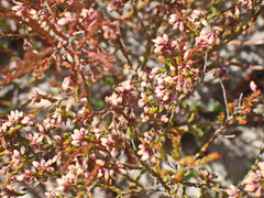Erica rosacea
