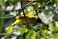 Brachypodius melanocephalos