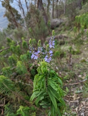 Veronica velutina