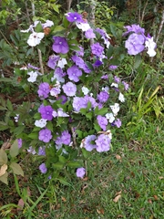 Brunfelsia pauciflora