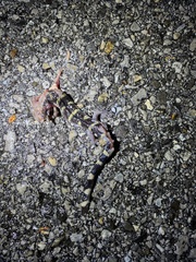 Ambystoma annulatum