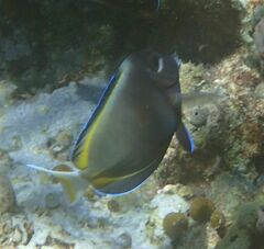 Acanthurus nigricans