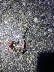 Ambystoma annulatum