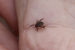 Rhipicephalus sanguineus