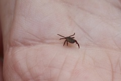 Rhipicephalus sanguineus