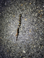 Ambystoma annulatum