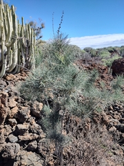 Asparagus arborescens