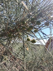 Asparagus arborescens