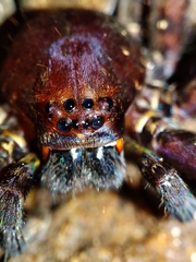 Heteropoda