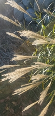 Miscanthus sinensis
