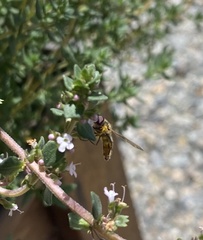 Melangyna viridiceps