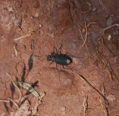 Cicindela