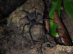 Heteropoda