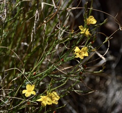 Menodora integrifolia