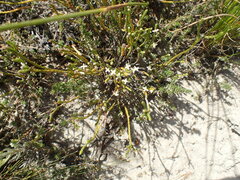 Lachnaea ericoides