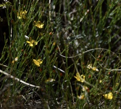 Menodora integrifolia