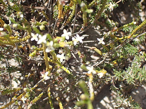 Image of Lachnaea ericoides by no rights reserved