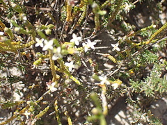 Lachnaea ericoides