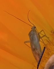 Adelphocoris lineolatus
