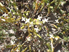 Lachnaea ericoides